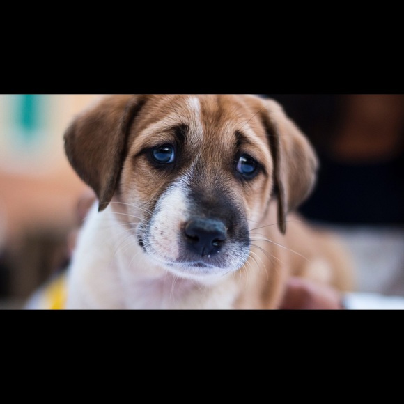 Meet your Posher, Mariah - Picture 1 of 1